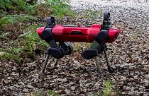 Image shows a four-legged robot, used by Italian researchers to measure wildlife conservation.