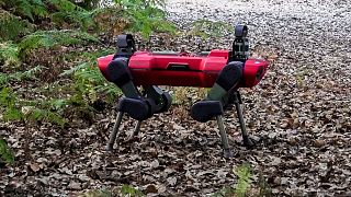 Image shows a four-legged robot, used by Italian researchers to measure wildlife conservation.
