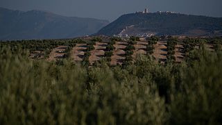 تُظهر هذه الصورة التي التقطت في 21 يوليو 2022 أشجار زيتون بالقرب من فويرتي ديل ري ، جنوب شرق إسبانيا.