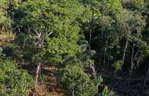 Árbol cayendo en un bosque en el que se practica la deforestación