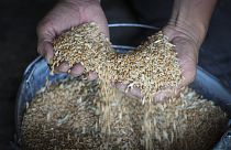 Russland und die Ukraine produzieren zusammen etwa ein Viertel des Weizens in der Welt