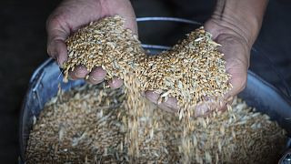 Juntas, a Rússia e a Ucrânia fornecem cerca de 25% do trigo do mundo