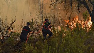Le Maroc intensifie les efforts pour maîtriser les feux de forêt