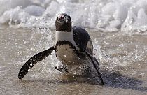 A Penguin runs out of the ocean
