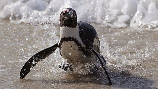 A Penguin runs out of the ocean