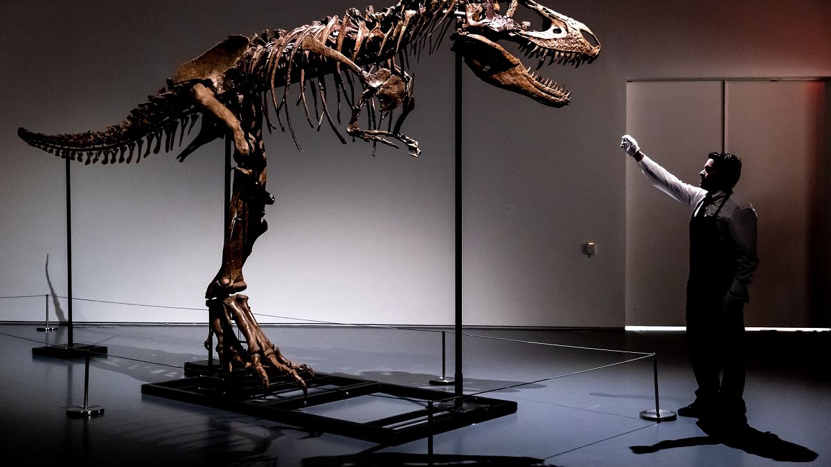 Ο σκελετός του γοργόσαυρου που δημοπρατήθηκε από τον Οίκο Sotheby's