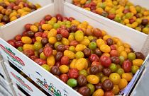 Archives : cagettes de tomates dans une coopérative agricole de Saint-Pol-de-Léon, en Bretagne dans l'ouest de la France, le 31 mai 2022