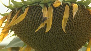 Girassóis sem pólen para alimentar as abelhas