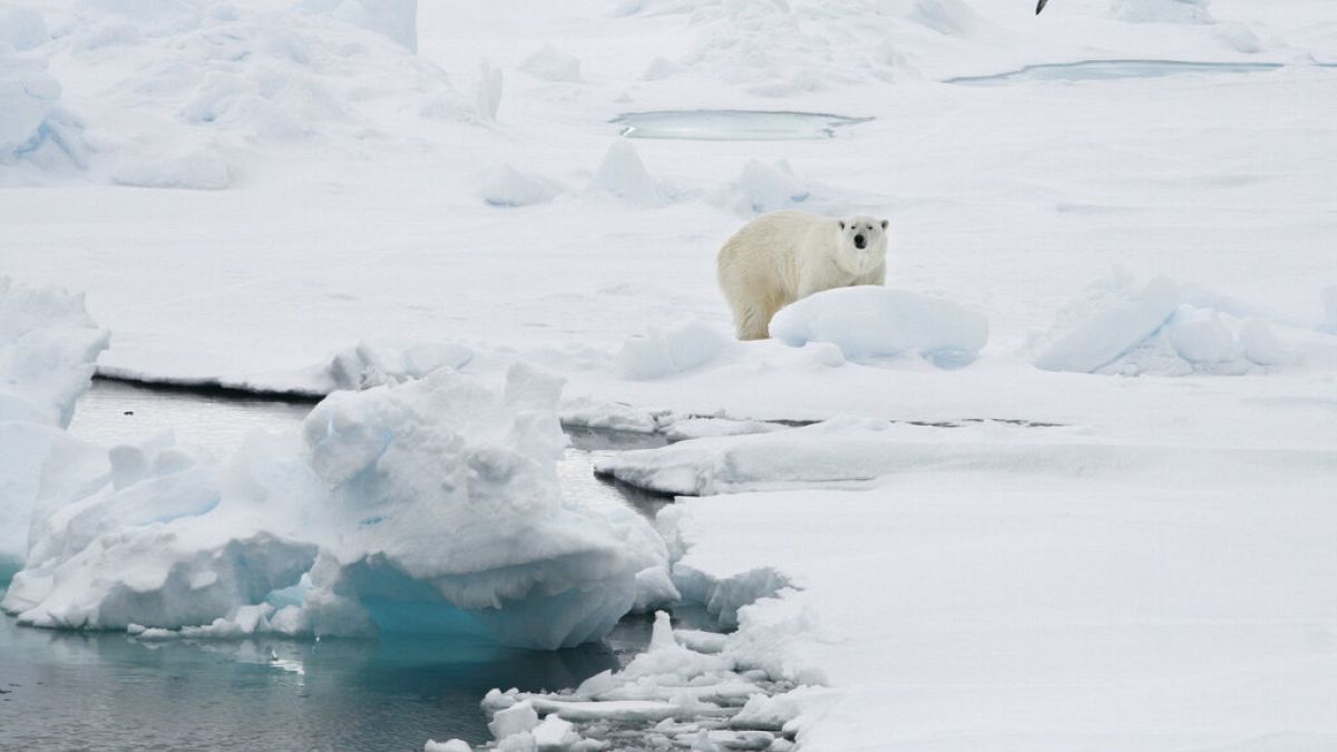 A jég olvad, a műanyag a tengert szennyezi, a jegesmedvéknek lassan nincs mit enniük