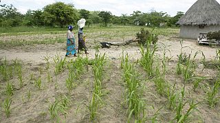 Africa: Could finger millet and other indigenous crops help end food crises?