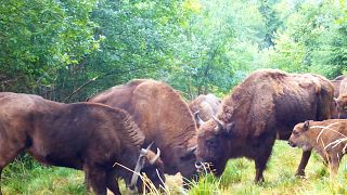 Bisons réintroduits dans les forêts vierges de Roumanie.