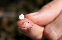 detriti di schiuma microplastica trovati lungo la costa dell'Alaska, in una foto della National Oceanic and Atmospheric Administration risalente al 2013