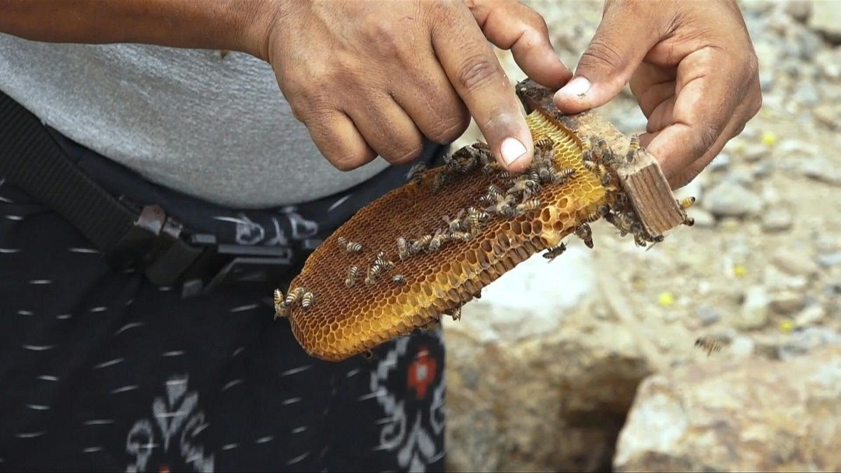 تربية النحل وصناعة العسل في اليمن.