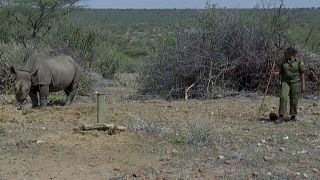Kenya : la réserve de Sera protège les rhinocéros en voie d'extinction