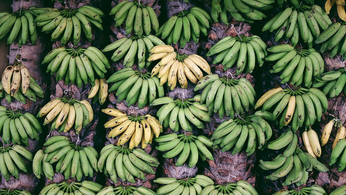 Die Stärke in grünen Bananen hat bisher ungeahnte positive Auswirkungen auf unsere Gesundheit.