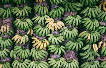 Die Stärke in grünen Bananen hat bisher ungeahnte positive Auswirkungen auf unsere Gesundheit.