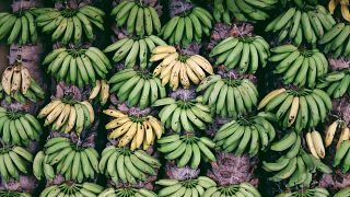 Die Stärke in grünen Bananen hat bisher ungeahnte positive Auswirkungen auf unsere Gesundheit.