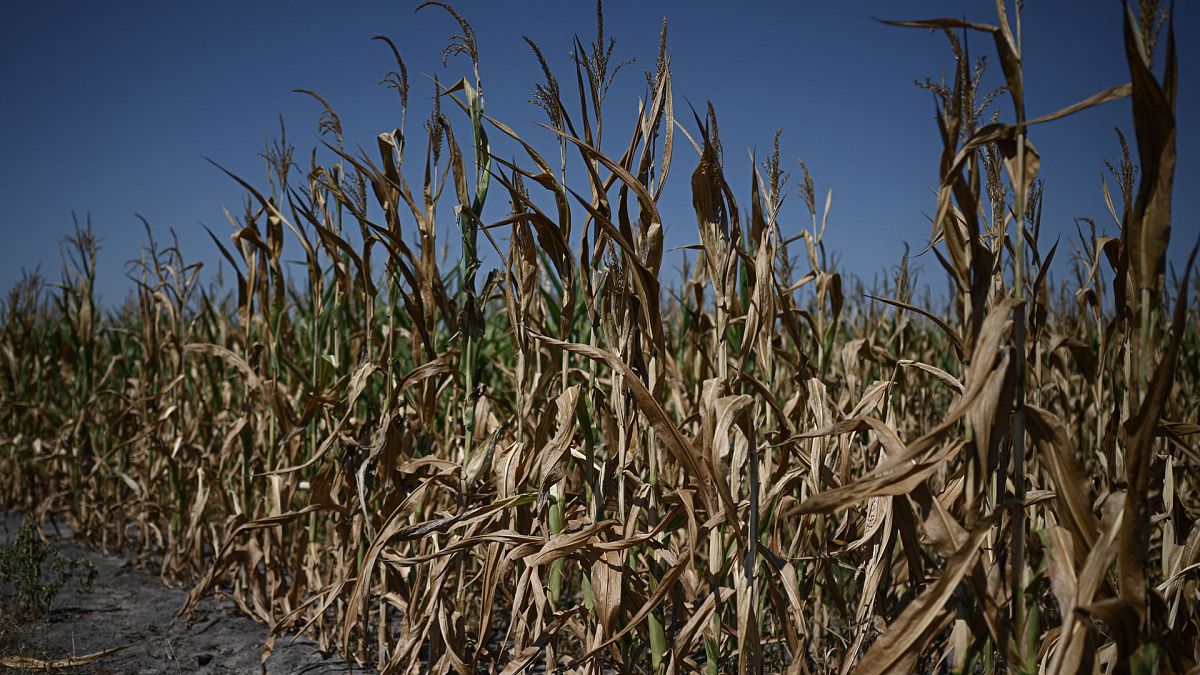 Champ de maïs souffrant de la sécheresse en Gironde, dans le sud-ouest de la France, le 1er août 2022.
