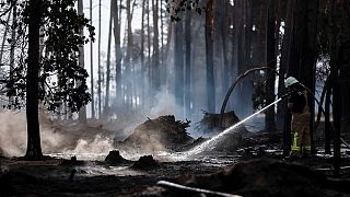 Egy tűzoltó oltja a parázsgócokat egy németországi erdőtűz mellett 2022. július 26-án