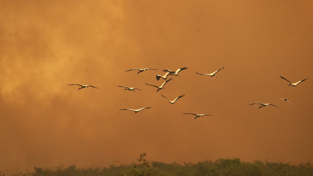 В большинстве случаев амазонские пожары считаются рукотворными — именно поэтому Бразилию так критикуют за рубежом