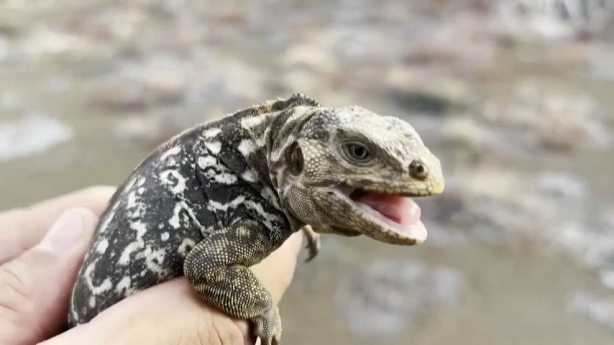 Cría de iguana en isla Santiago, en las Galápagos. 