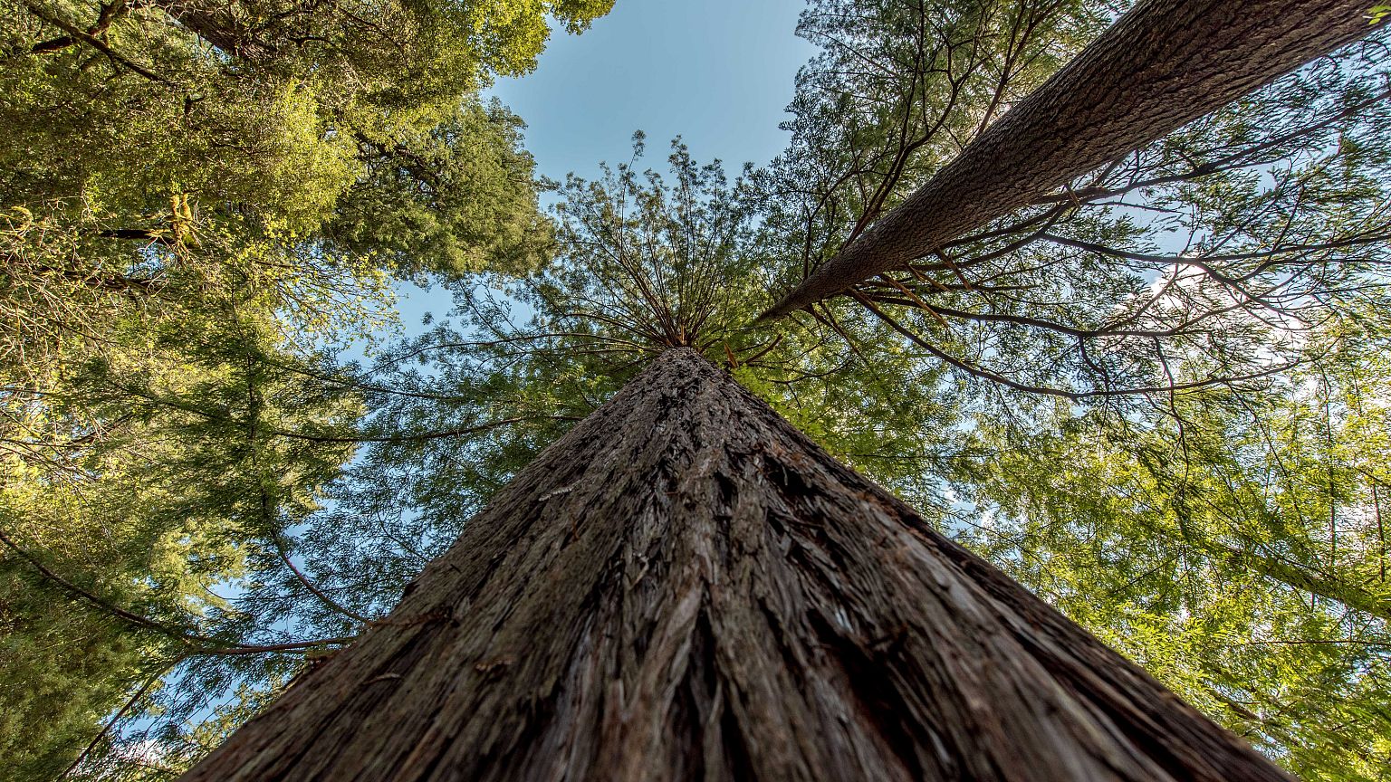 Some of the world's tallest trees can be found in California's Redwood National Park. 