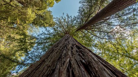 Some of the world's tallest trees can be found in California's Redwood National Park.