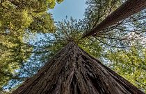 بلندترین درخت جهان در کالیفرنیا