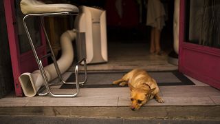 A dog rests next to an air conditioner vent placed in a clothes shop during a hot summer day in Madrid, Thursday, July 13, 2017