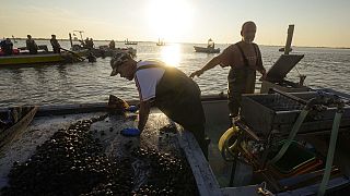 Pescatori di vongole a caccia del mollusco nel Delta del Po