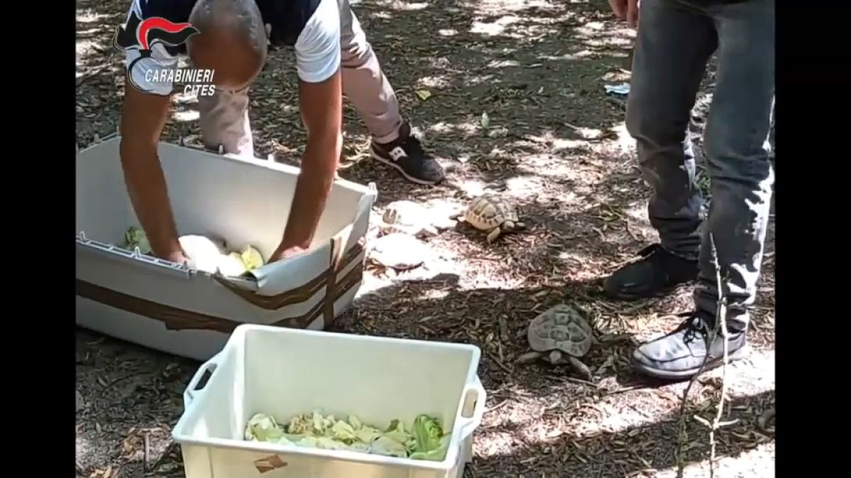 Tartarugas "Testudo Hermanni" recuperadas por agentes da CITES