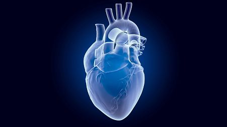 Image shows a concept render of a human heart. Researchers in the UK are developing a gene editing tool that could cure heriditary heart defects.