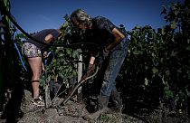 Irrigation de ceps de vigne le 2 août 2022, à Mérignac, près de Bordeaux, dans le sud-ouest de la France