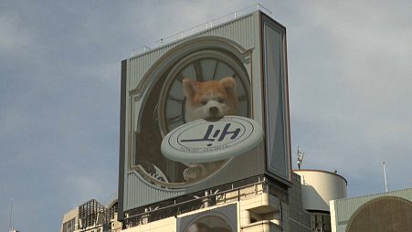 3D dog in Tokyo