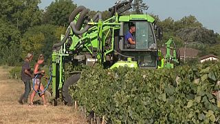 Drought is threatening one of France's most famous wine regions.