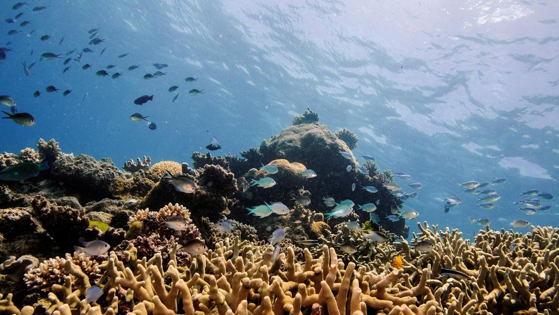 Record coral cover on parts of Great Barrier Reef