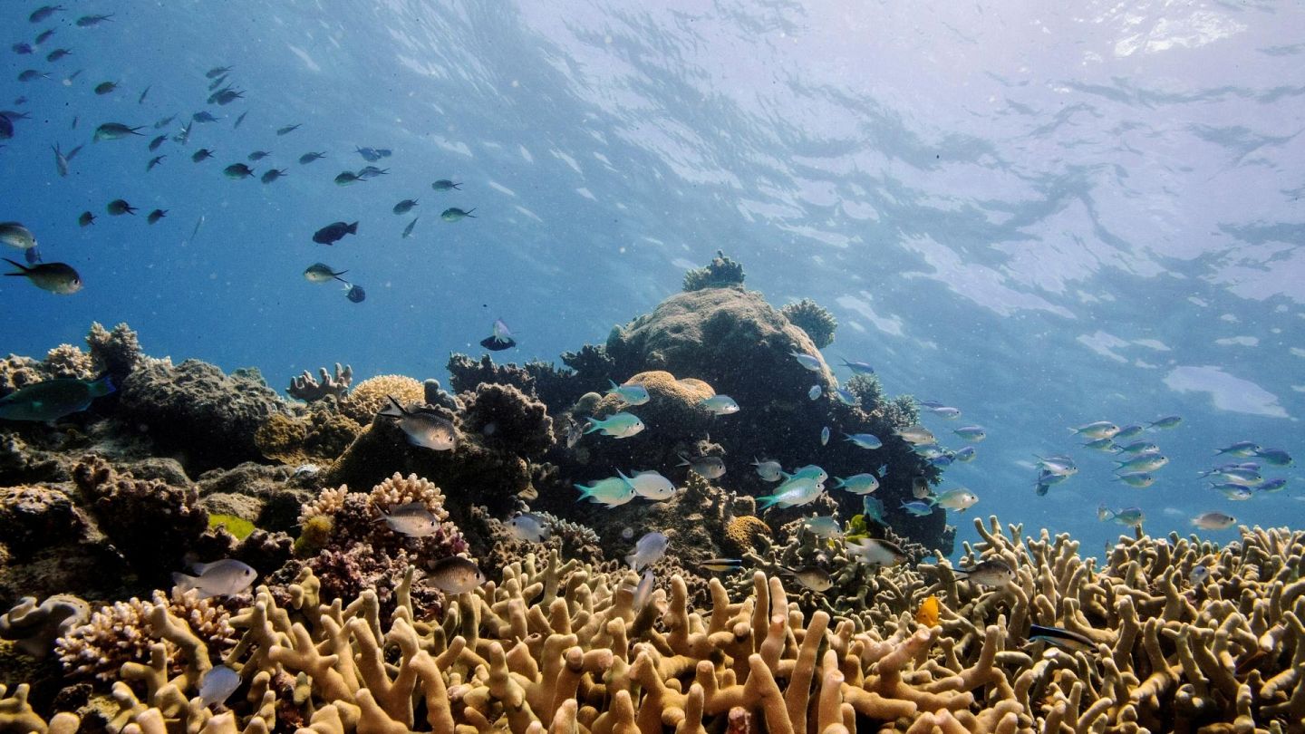 Australia's Great Barrier Reef shows best signs of coral recovery