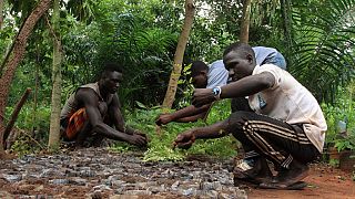 Togo : reboiser pour lutter contre la déforestation
