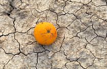Eine Orange liegt auf dem ausgetrockneten Boden in der Nähe von Alicante, Spanien, Archiv.