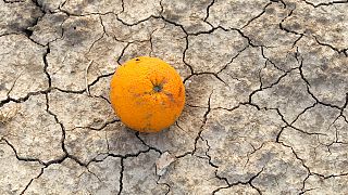 Eine Orange liegt auf dem ausgetrockneten Boden in der Nähe von Alicante, Spanien, Archiv.