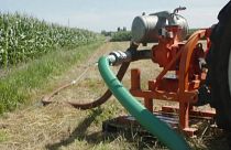 Bewässerung in der niederländischen Landwirtschaft