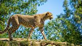India is brining back its wild cheetahs after their extinction in 1952.