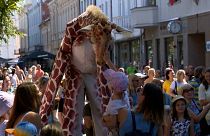 نمایش زرافه‌های کاتالان در خیابان‌های دومین شهر بزرگ لیتوانی