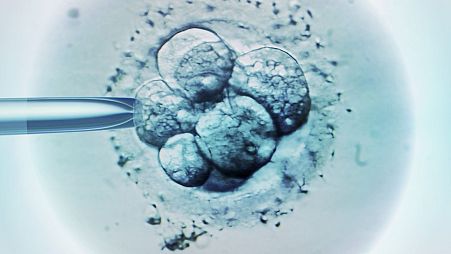 The mouse's synthetic embryos grew for eight days outside of a womb.