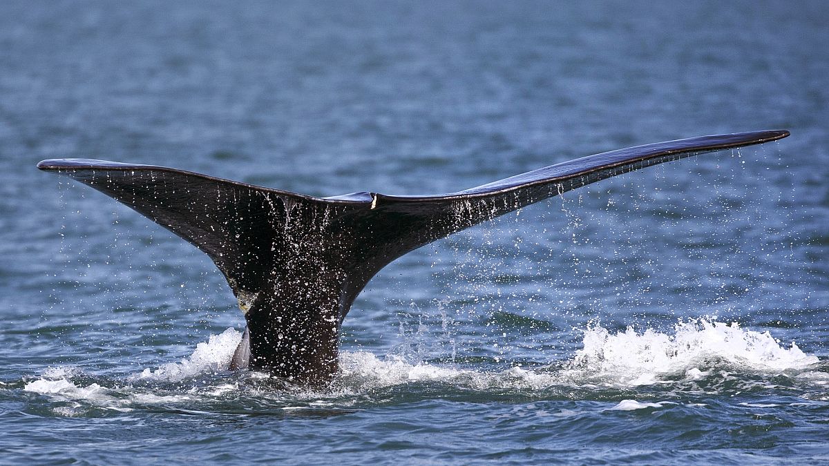 Φάλαινα (φωτογραφία αρχείου)