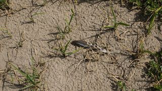 The feather of a bird lies on a completely dried rice field, in Mortara, Lomellina area, Italy, Monday, June 27, 2022