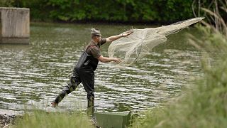 Traditional ways of aquaculture — like this fish pond in Czechia — can be helping local ecosystems