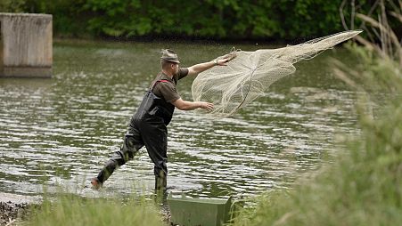 Traditional ways of aquaculture — like this fish pond in Czechia — can be helping local ecosystems