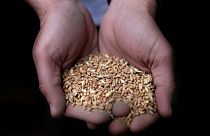 A worker holds a handful of wheat at the Modern Mills of Lebanon, in Beirut, Lebanon, April 12, 2022.
