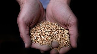 A worker holds a handful of wheat at the Modern Mills of Lebanon, in Beirut, Lebanon, April 12, 2022.